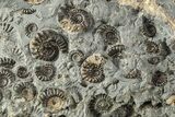 Ammonite (Promicroceras) Cluster - Marston Magna, England #216627-2